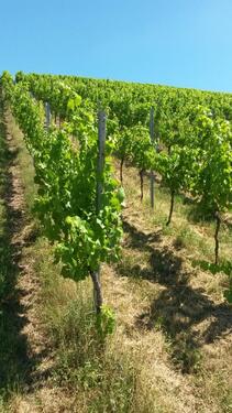 Foto - Grundst&uuml;ck in Großbottwar zur Miete