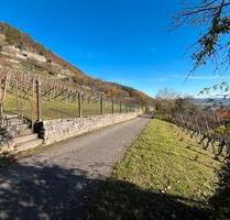 Weinberg in Tübingen-Hirschau zu verpachten zu verkaufen