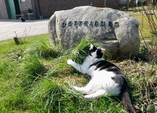 Foto - andere zur Miete in Esens