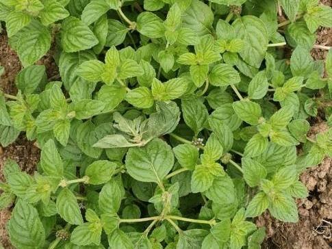 Foto - Garten teil frei zur Mitbenutzung Hennef Eitorf