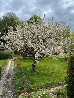 Foto - Grundst&uuml;ck zur Miete in Plauen