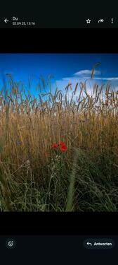 Foto - andere in Lensahn