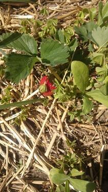 Foto - Grundst&uuml;ck zur Miete in Dresden