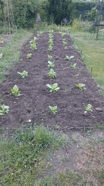Foto - Grundst&uuml;ck in Dresden zur Miete