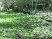 Foto - Freizeitgrundstück mit Bachlauf zu verpachten