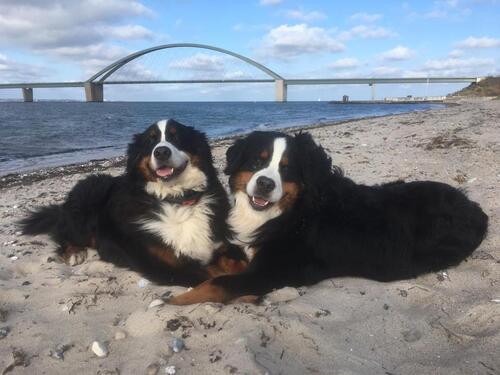 Foto - andere zur Miete in Fehmarn