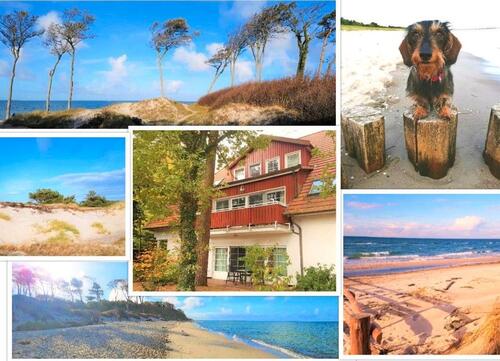 Foto - Fewo SEEGRAS Prerow Darss Strand Wald Hund Ferienwohnung