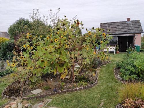 Foto - Grundst&uuml;ck in Braunschweig zur Miete