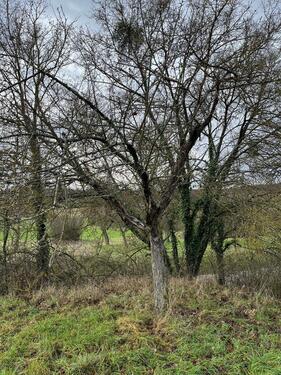 Foto - Grundstück in Bretten