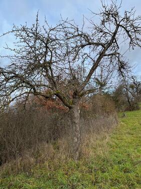 Foto - Grundstück in Bretten zur Miete