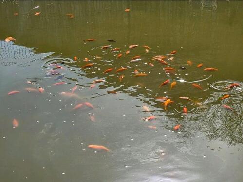 Foto - 