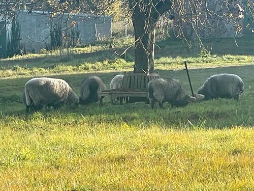 Foto - Einfamilienhaus in Uckerland zum Kaufen