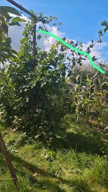 Foto - Grundst&uuml;ck in Dresden