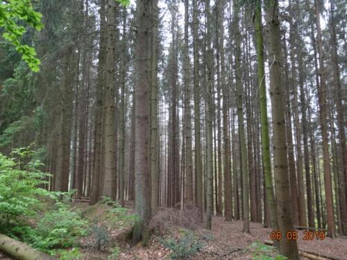 Foto - Waldfäche in Odenthal zu verpachten
