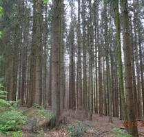 Waldfäche in Odenthal zu verpachten