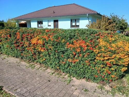 Foto - Einfamilienhaus (Bungalowstil) in Jägerhof zum Verkauf