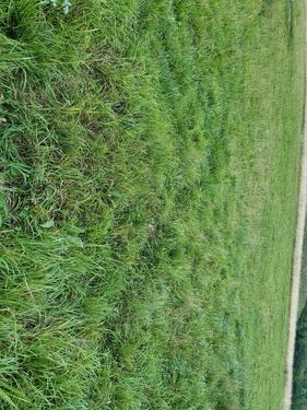 Foto - Wiese Grundstück zur Freizeitgestaltung