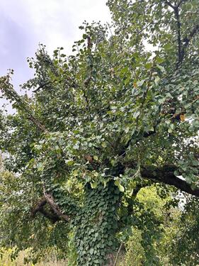 Foto - Grundstück in Wyhl am Kaiserstuhl