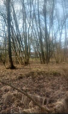 Foto - Grundstück zur Miete Pacht in 06869 Coswig ( Anhalt )