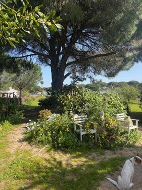 Foto - Traumfinca Andalusien mit zwei separaten Wohnhäusern in Bonares