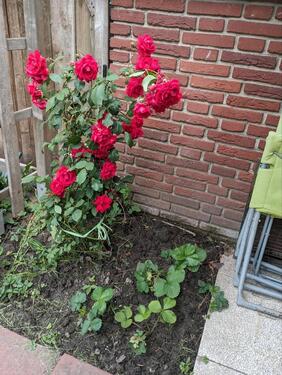 Foto - Einfamilienhaus in Bassum
