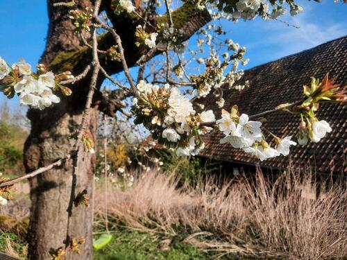 Foto - 4 Zimmer Erdgeschoßwohnung zur Miete in Springe