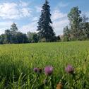 Foto - Großgrundstück am Rißufer – teilbar – provisionsfrei