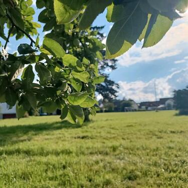 Foto - Grundst&uuml;ck in Ingoldingen