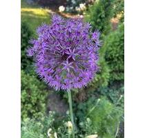 Ferienwohnung „Unter den Linden „ Ostfriesland - Westoverledingen