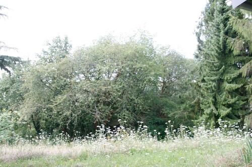 Foto - 4 Zimmer Einfamilienhaus in Worms