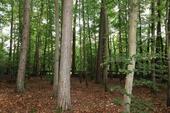Foto - andere in Blankenheim zur Miete