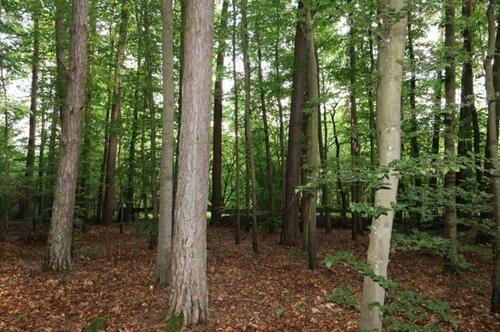 Foto - andere in Blankenheim zur Miete