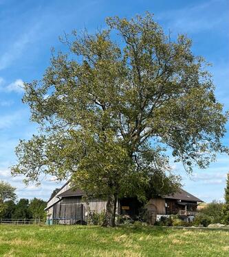 Foto - andere in Gars am Inn zur Miete