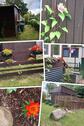 Foto - andere in Sellin