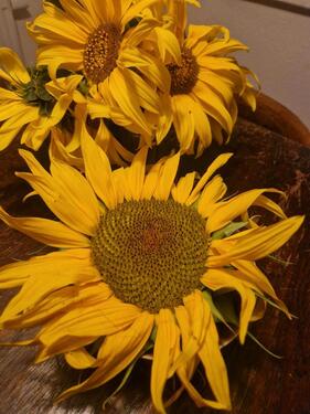 Foto - Kleines Nest für große Freuden - 750,00 EUR Kaltmiete,