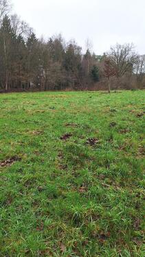 Foto - Weide Moorweide von privat zu verpachten, ca. 2500qm ab 1.1.26