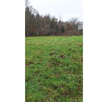 Weide Moorweide von privat zu verpachten, ca. 2500qm ab 1.1.26 - Gnarrenburg