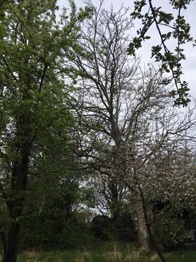 Foto - Doppelhaushälfte in Salzkotten