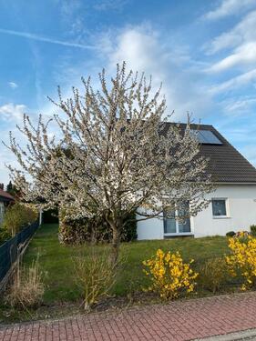 Foto - Einfamilienhaus zum Kaufen in Wolfsburg