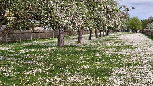Foto - 6 Zimmer Einfamilienhaus in Inning am Ammersee