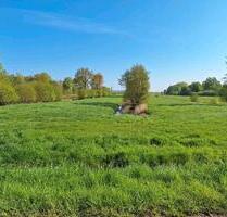 Wiese Land Weideland Pferdeweide Grünland Heu - Bleckede