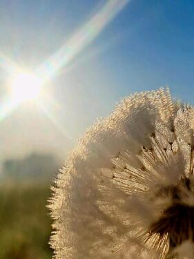 Foto - Solvente, ordentliche Mieter mit großem Herz für Tiere