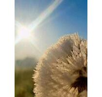 Solvente, ordentliche Mieter mit großem Herz für Tiere - Mühldorf am Inn