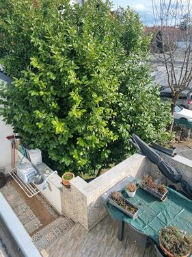 Foto - 8 Zimmer Einfamilienhaus zum Kaufen in Worms