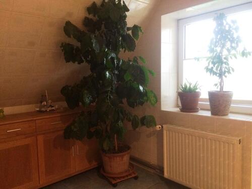 Foto - 7 Zimmer Einfamilienhaus in Loitz