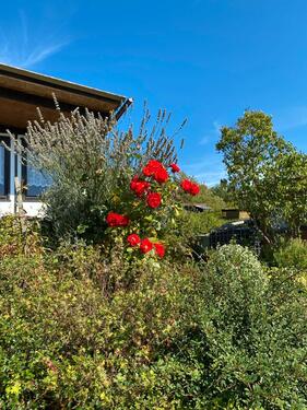 Foto - Grundst&uuml;ck zur Miete in Lehesten