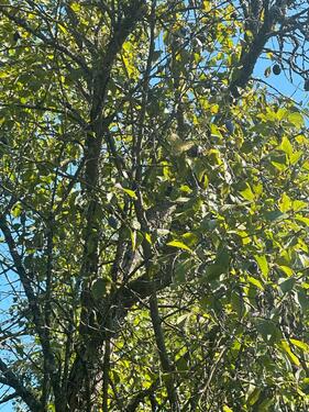 Foto - andere in Betzdorf zur Miete