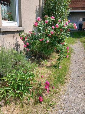 Foto - Wohnen in Garten- und Hausprojekt