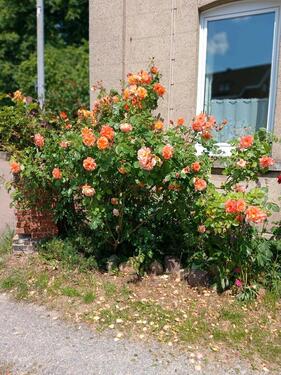 Foto - Etagenwohnung zur Miete in Wennigsen (Deister)