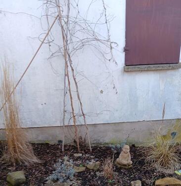 Foto - Grundst&uuml;ck zur Miete in Weimar